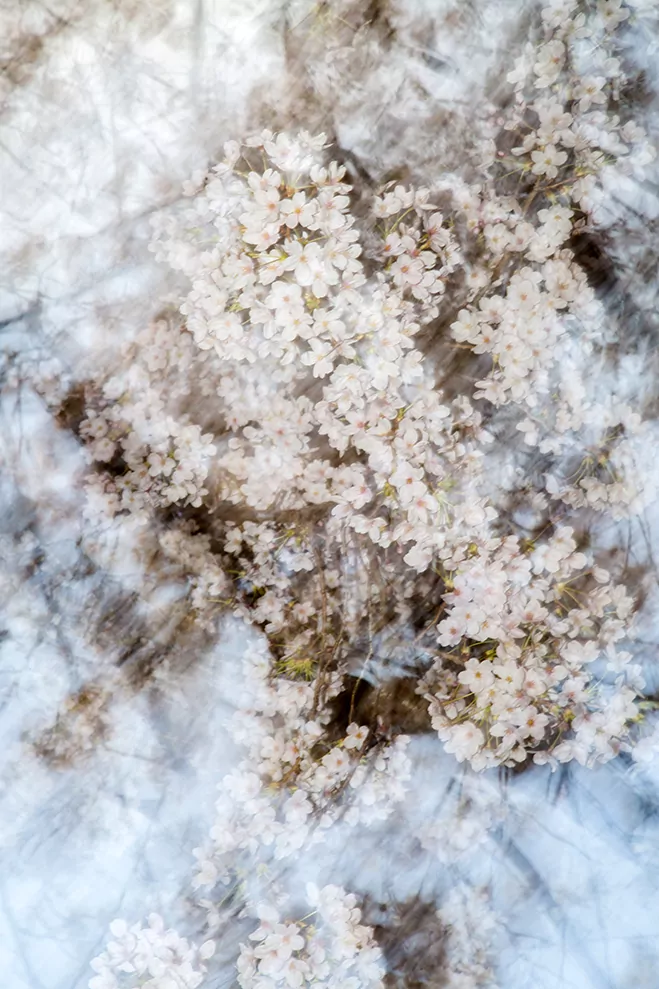 Experimenting with Time & Season - SAKURA by Yoshinori Mizutani 4