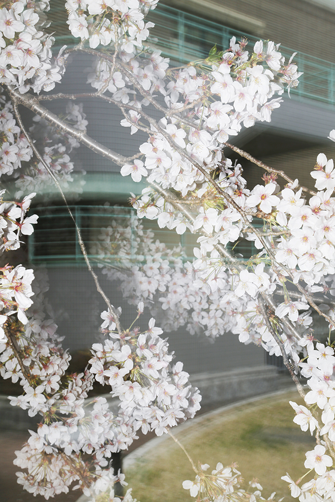 Experimenting with Time & Season - SAKURA by Yoshinori Mizutani 7