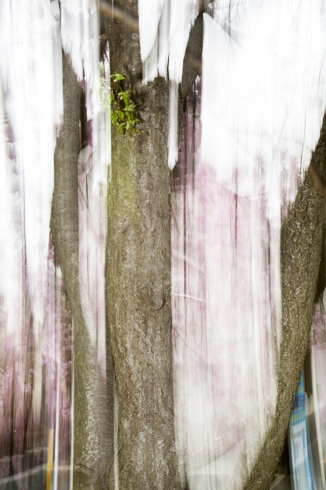 Experimenting with Time & Season - SAKURA by Yoshinori Mizutani 8